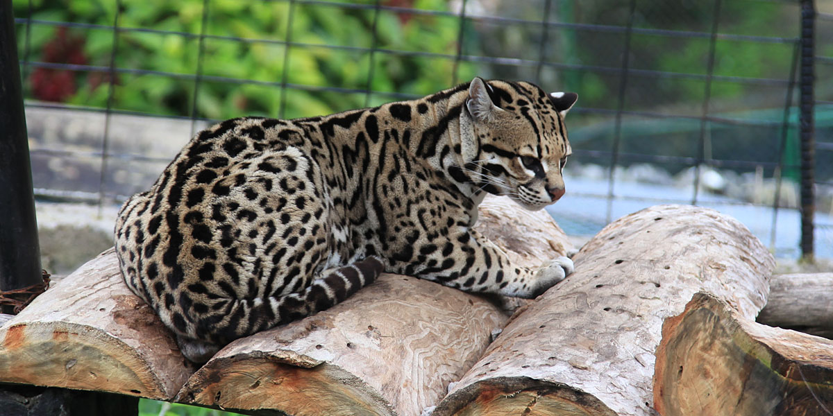 Ocelot